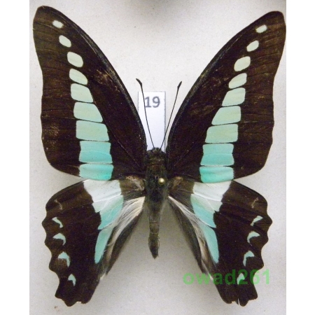 Graphium sarpedon Linnaeus, 1758 Philippines 57mm19